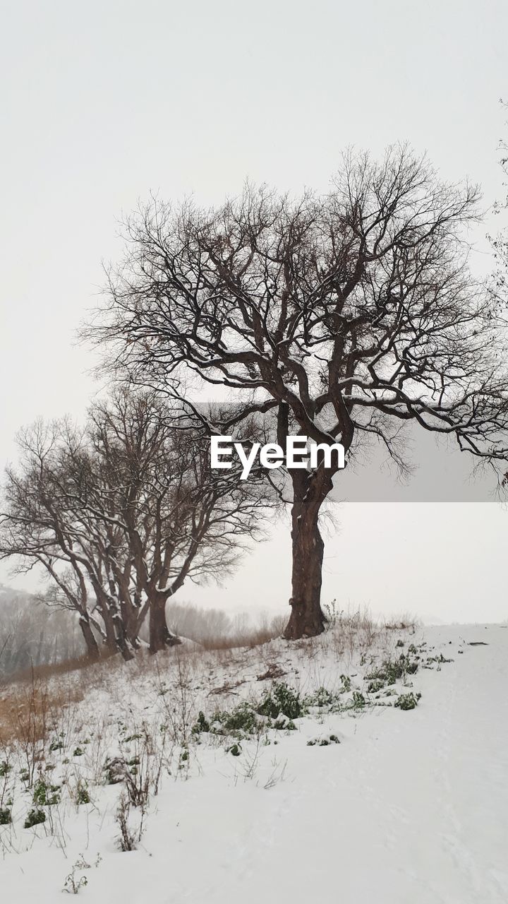 BARE TREE ON SNOW COVERED LANDSCAPE AGAINST SKY