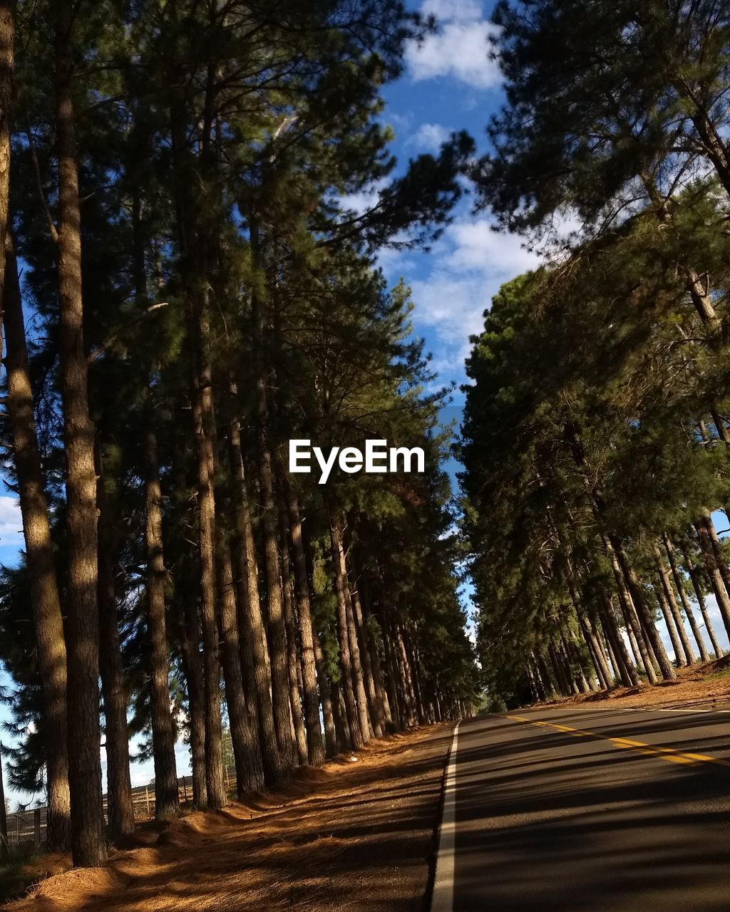 DIRT ROAD AMIDST TREES IN FOREST