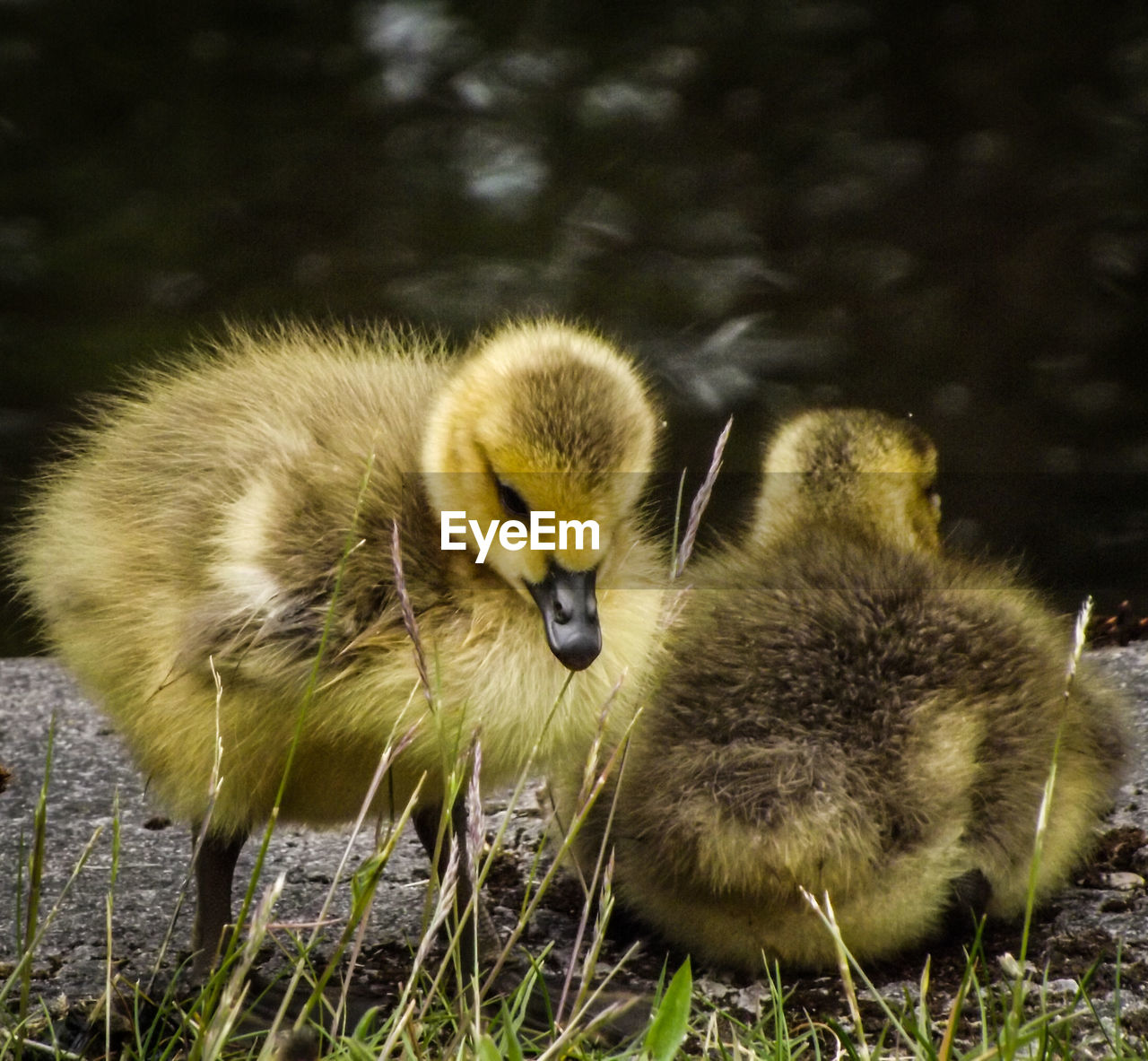 Close-up of baby ducks
