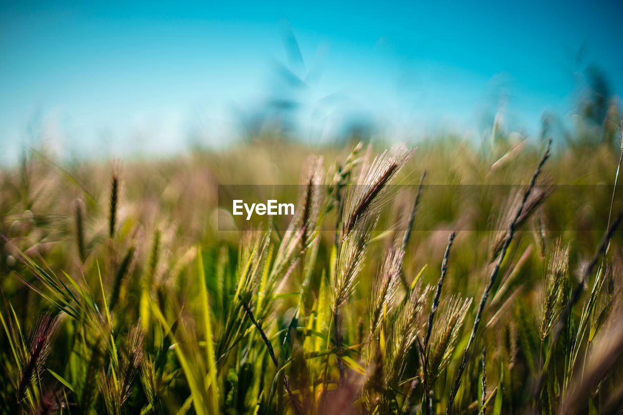 Close-up of wheat growing on field against sky