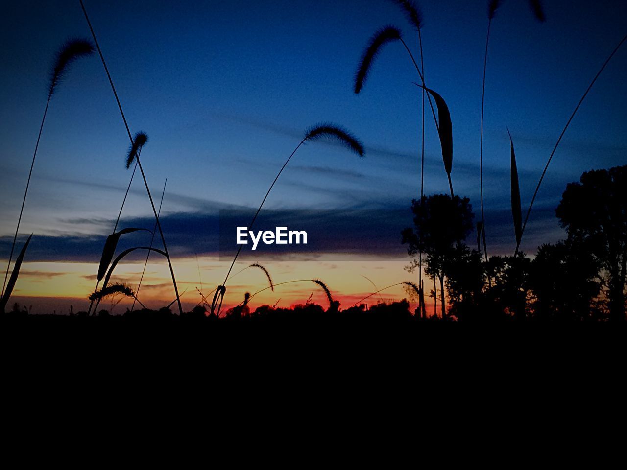 SILHOUETTE OF TREES AGAINST SKY AT SUNSET