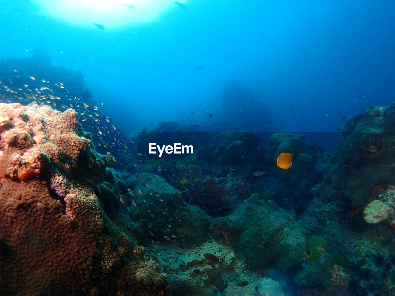 CLOSE-UP OF FISH SWIMMING UNDERWATER