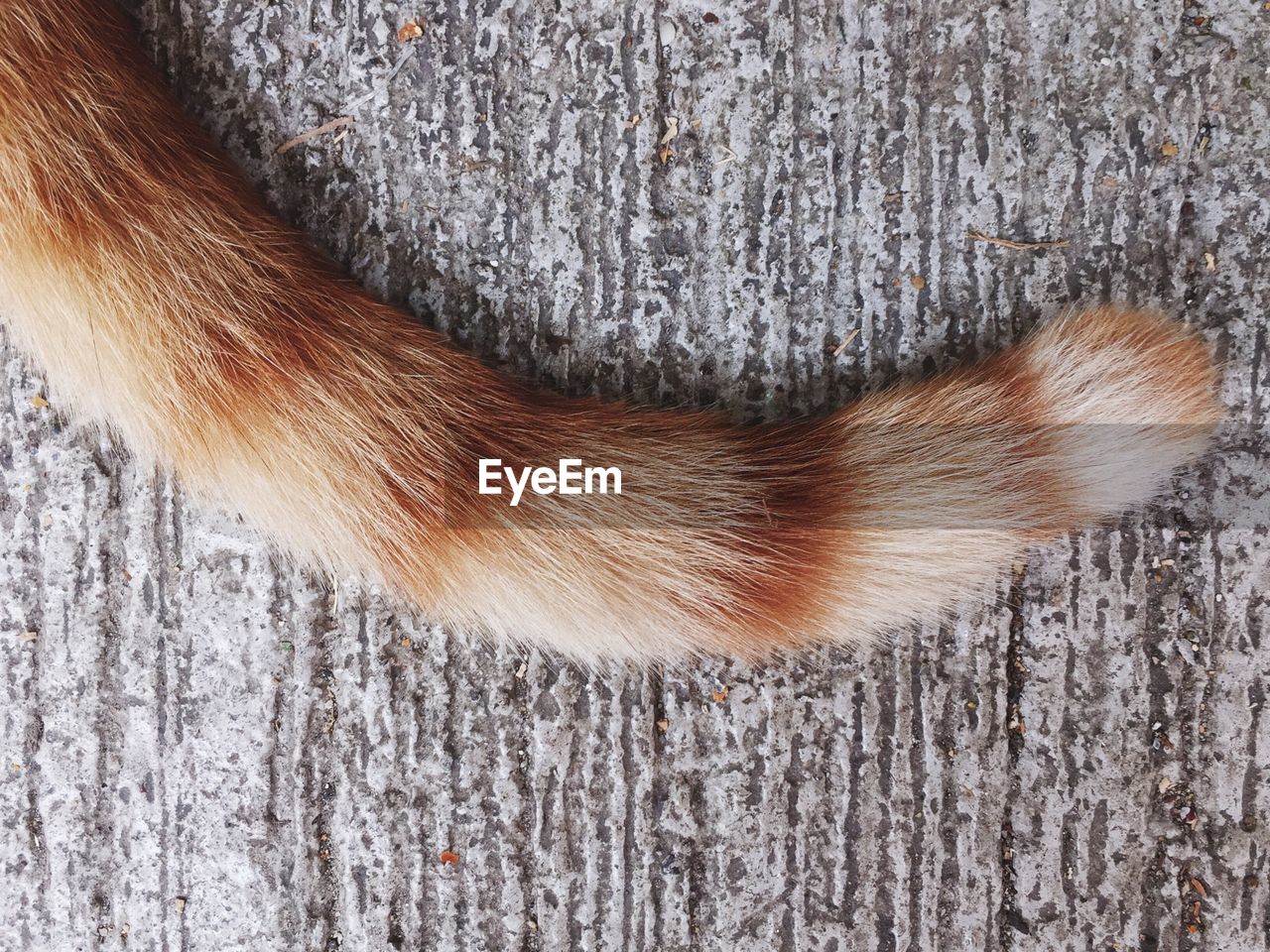 Cropped image of ginger cat tail