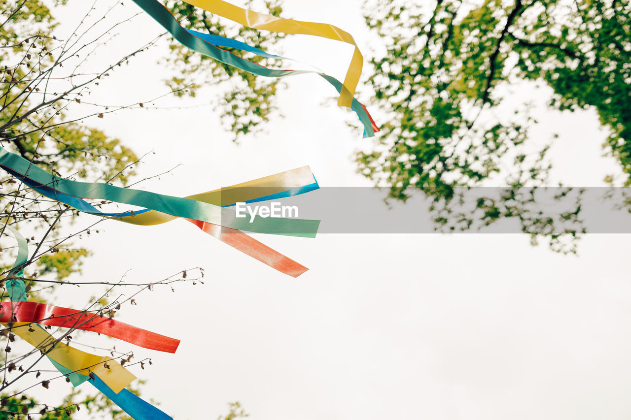 Wish tree with colored ribbons