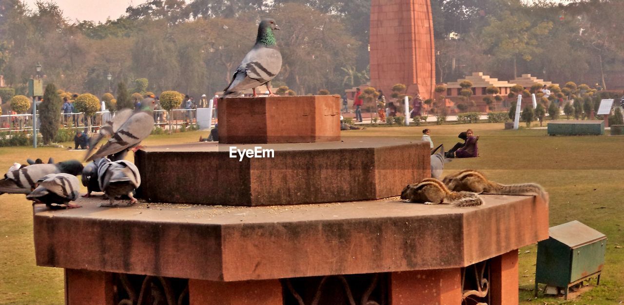 Pigeons and squirrels at park