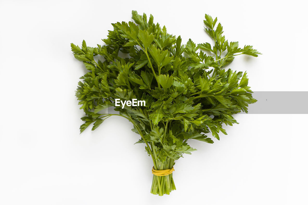 DIRECTLY ABOVE VIEW OF FRESH GREEN PLANT AGAINST WHITE BACKGROUND