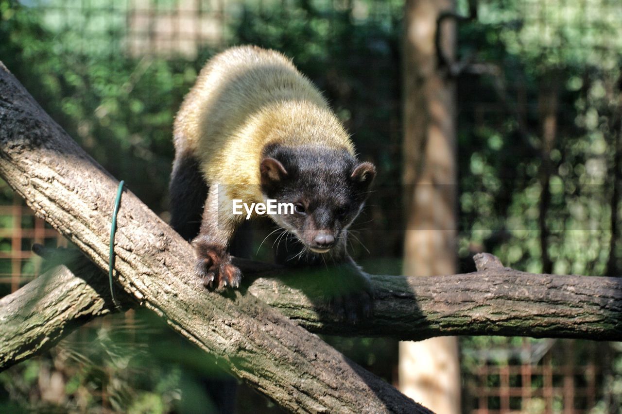 MONKEY ON TREE TRUNK