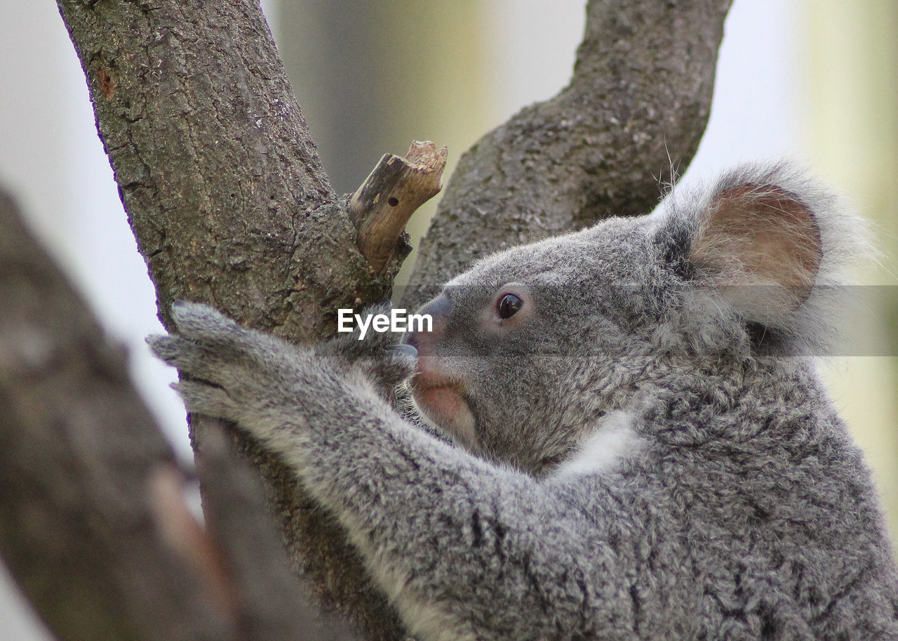 Close-up of koala on tree trunk