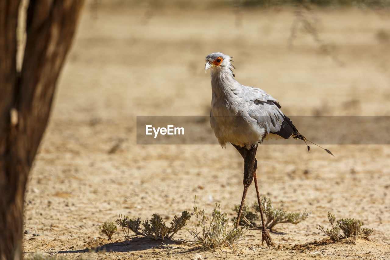 CLOSE-UP OF A BIRD