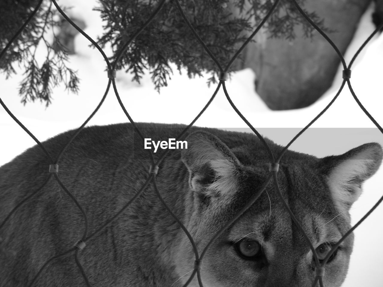 Portrait of mountain lion seen through fence