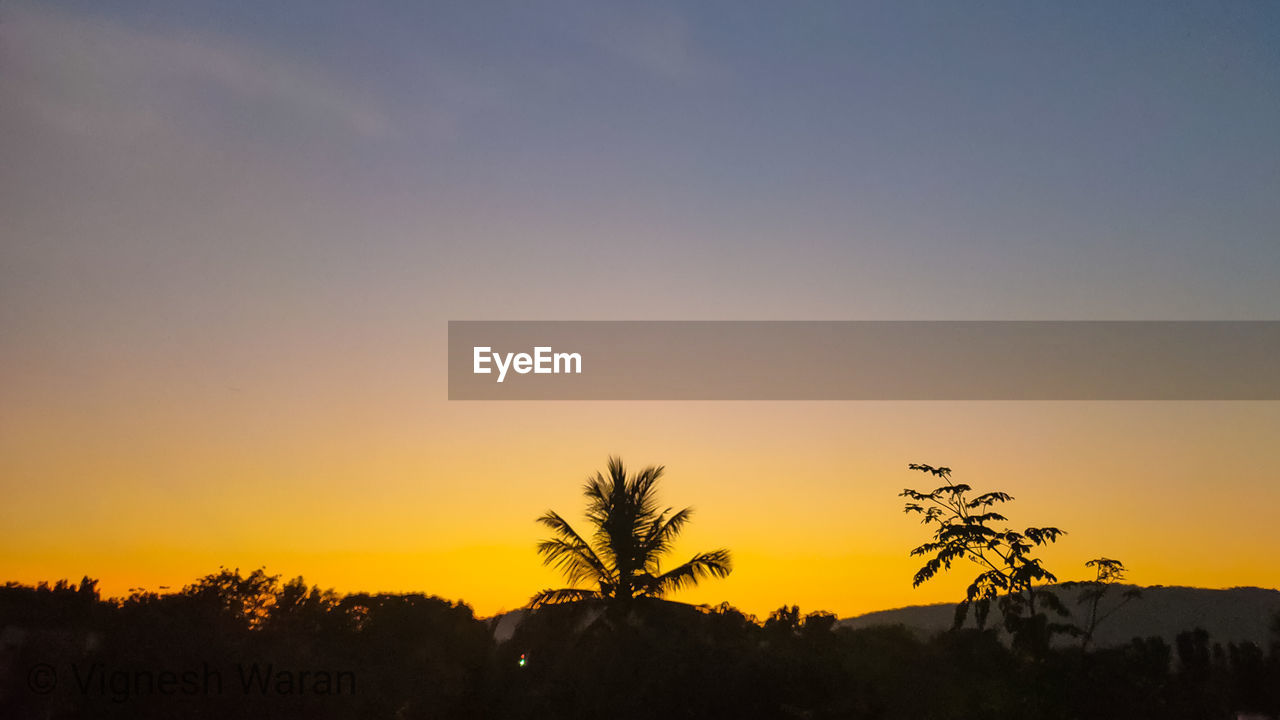 SILHOUETTE TREES AGAINST ORANGE SKY