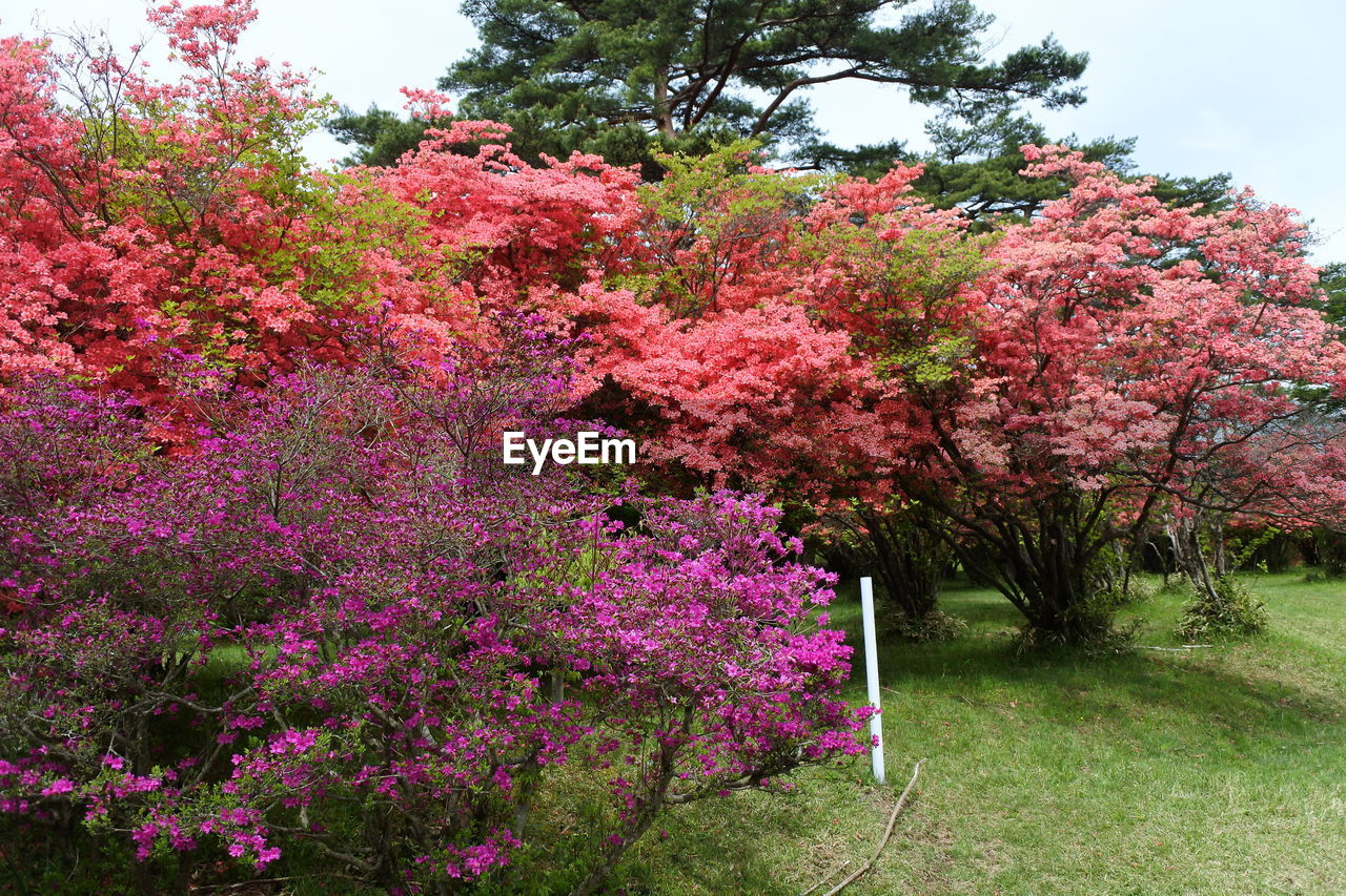 PINK FLOWERING PLANT AGAINST TREES