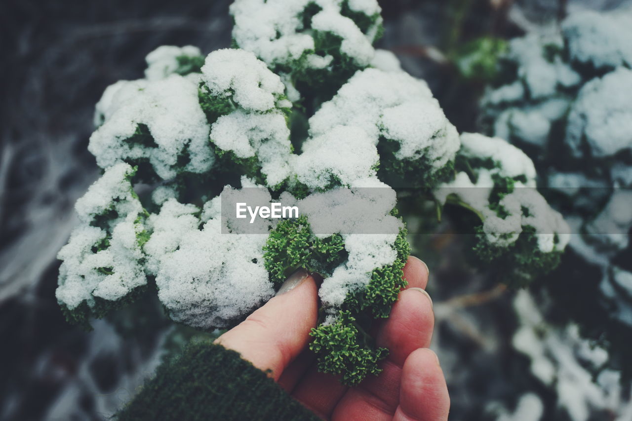 Close-up of hand holding snow covered kale