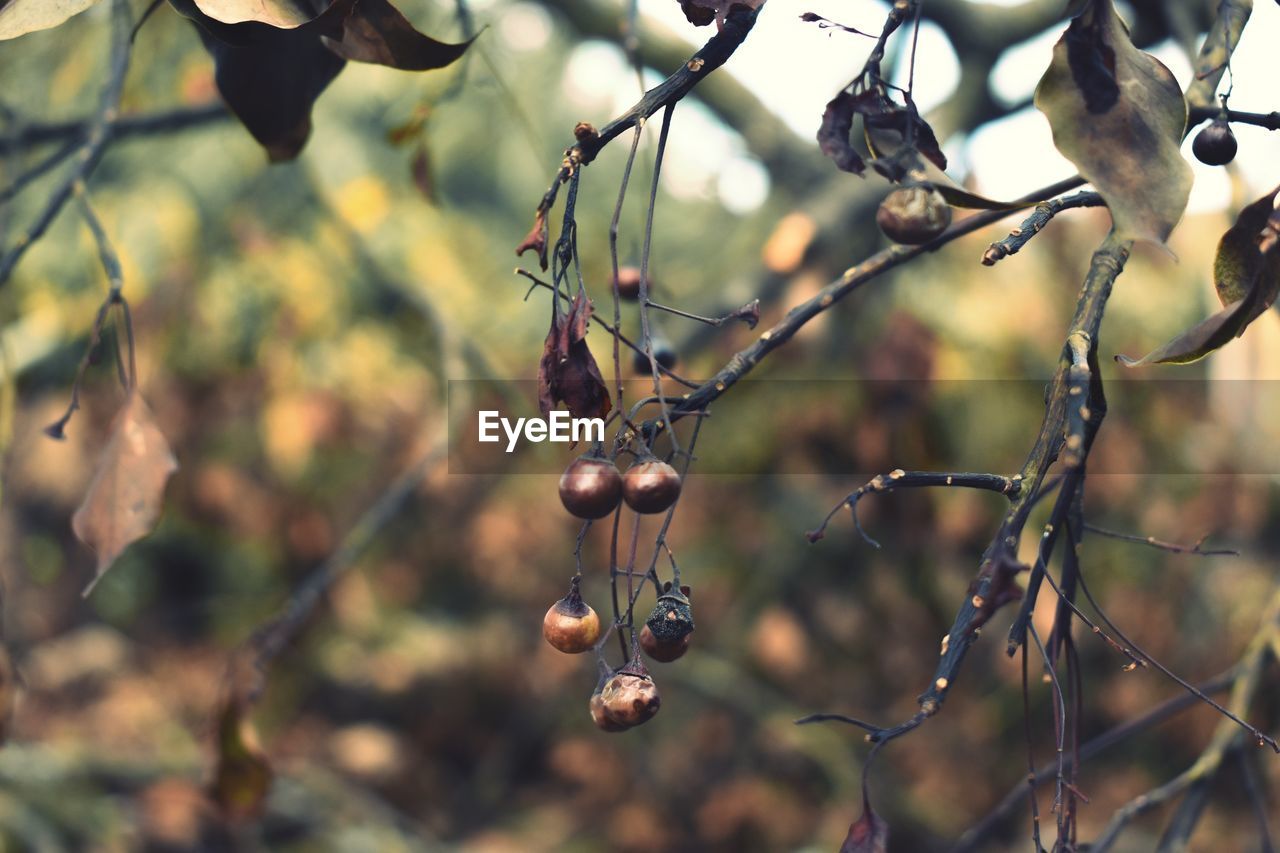 CLOSE-UP OF BERRIES ON TREE