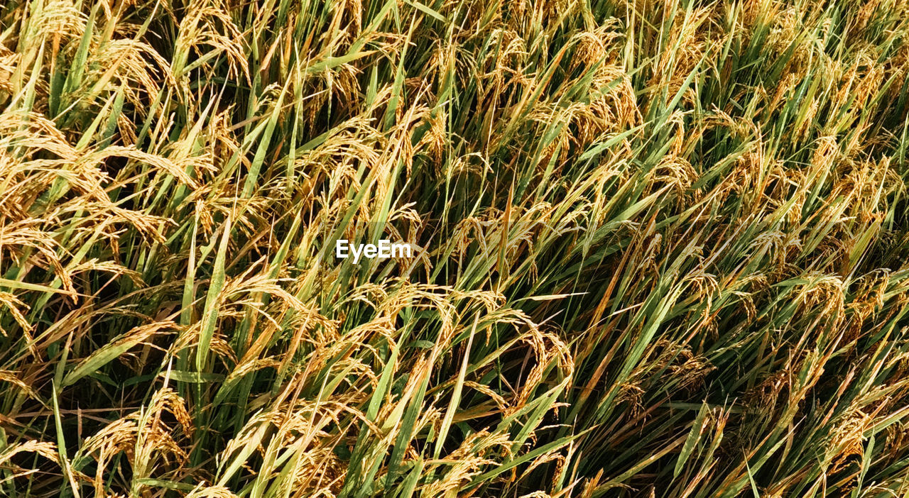 plant, growth, full frame, grass, land, field, backgrounds, agriculture, nature, beauty in nature, no people, day, crop, tranquility, farm, rural scene, green, landscape, cereal plant, high angle view, outdoors, sunlight, lawn, prairie, grassland, food, close-up