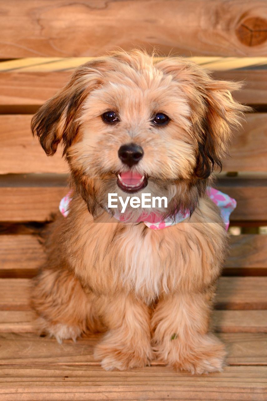 PORTRAIT OF CUTE DOG SITTING ON WOODEN WOOD