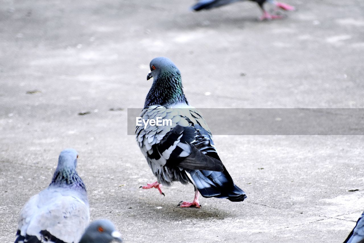 Pigeon perching on street