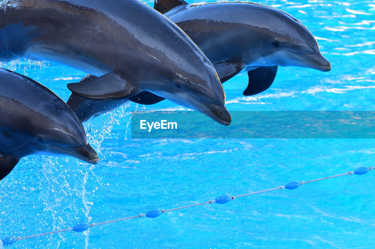 Dolphins jumping out of the water during a dolphin show