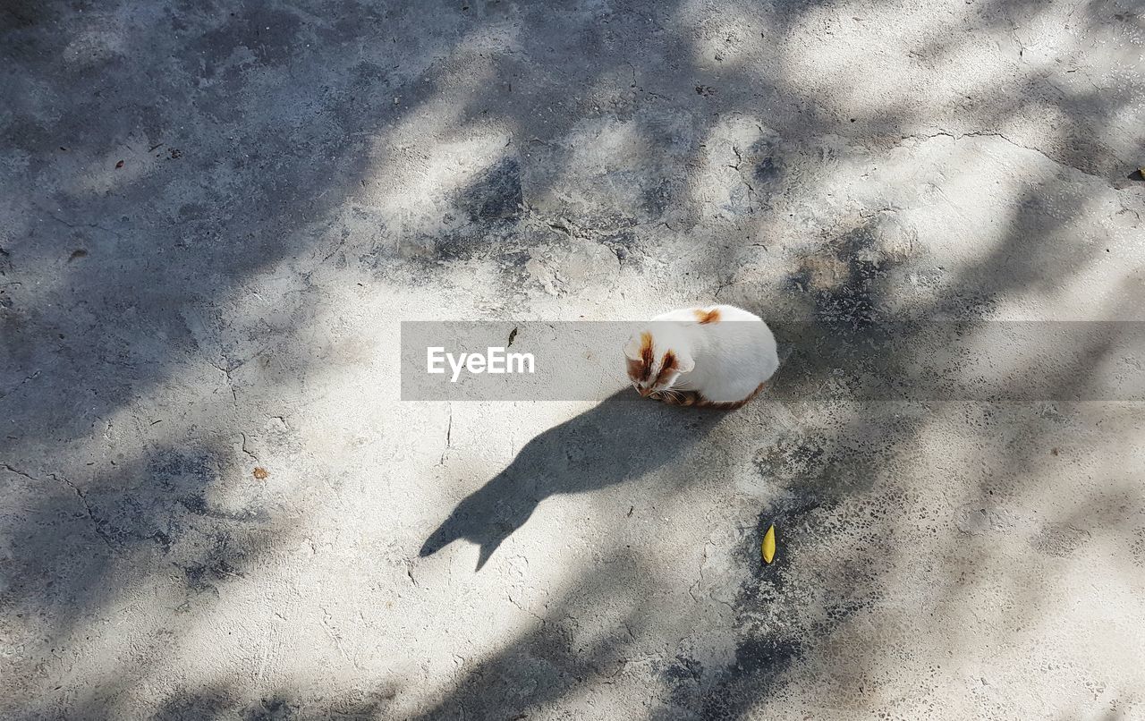 HIGH ANGLE VIEW OF SHADOW ON SAND