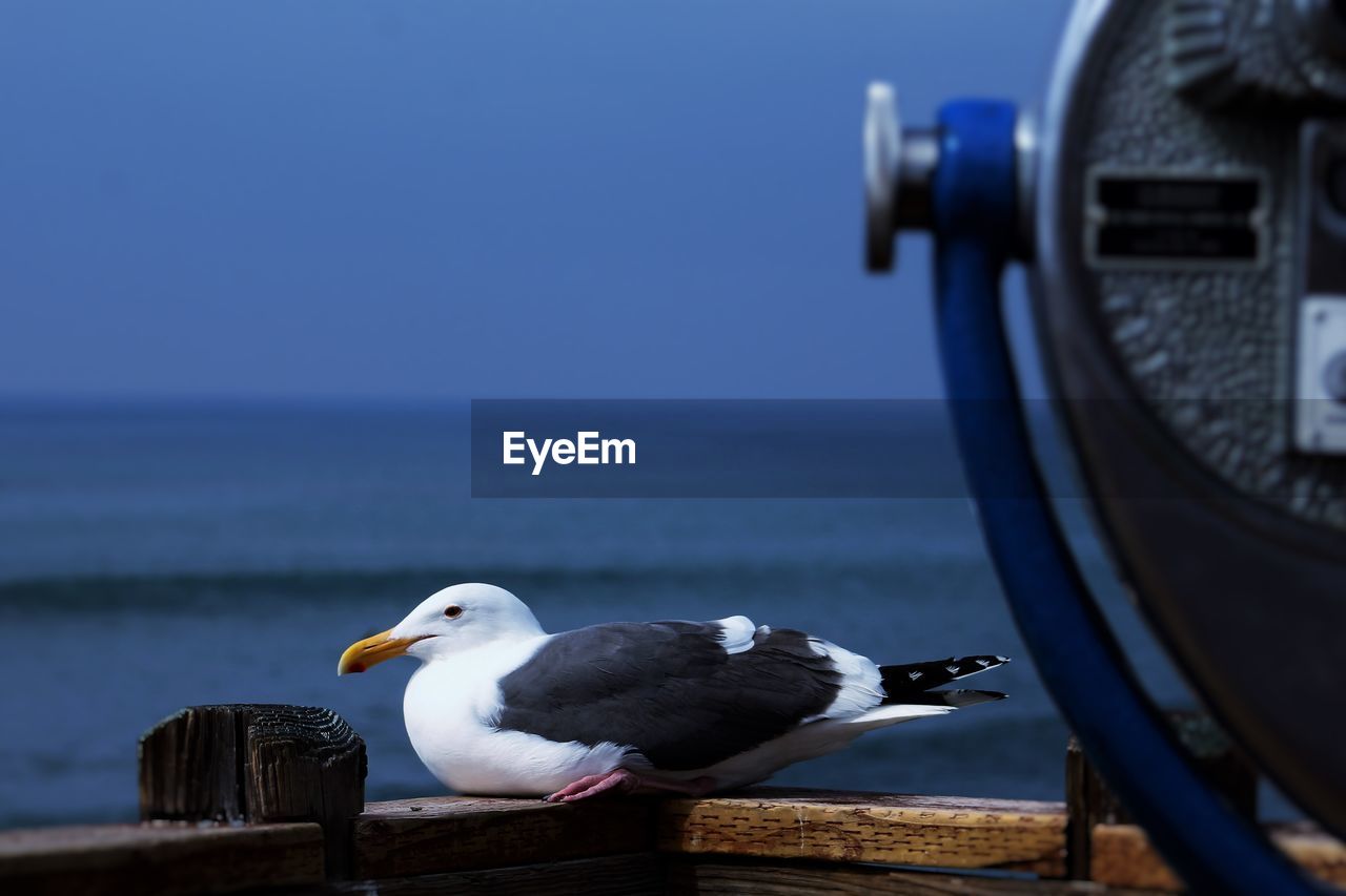 Binoculars by seagull perching on wooden railing against sea