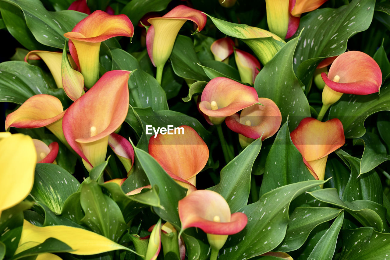 leaf, plant part, plant, flower, freshness, flowering plant, beauty in nature, green, nature, close-up, petal, growth, fragility, flower head, no people, inflorescence, full frame, high angle view, backgrounds, botany, tulip, outdoors, springtime