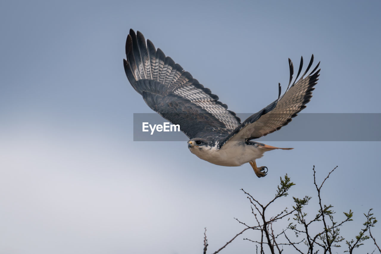 low angle view of bird flying against sky