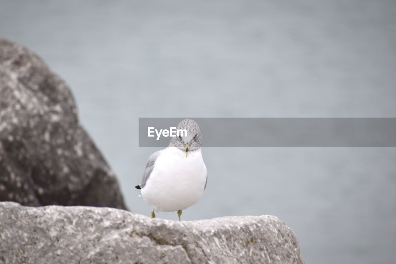Close-up of seagull on rock