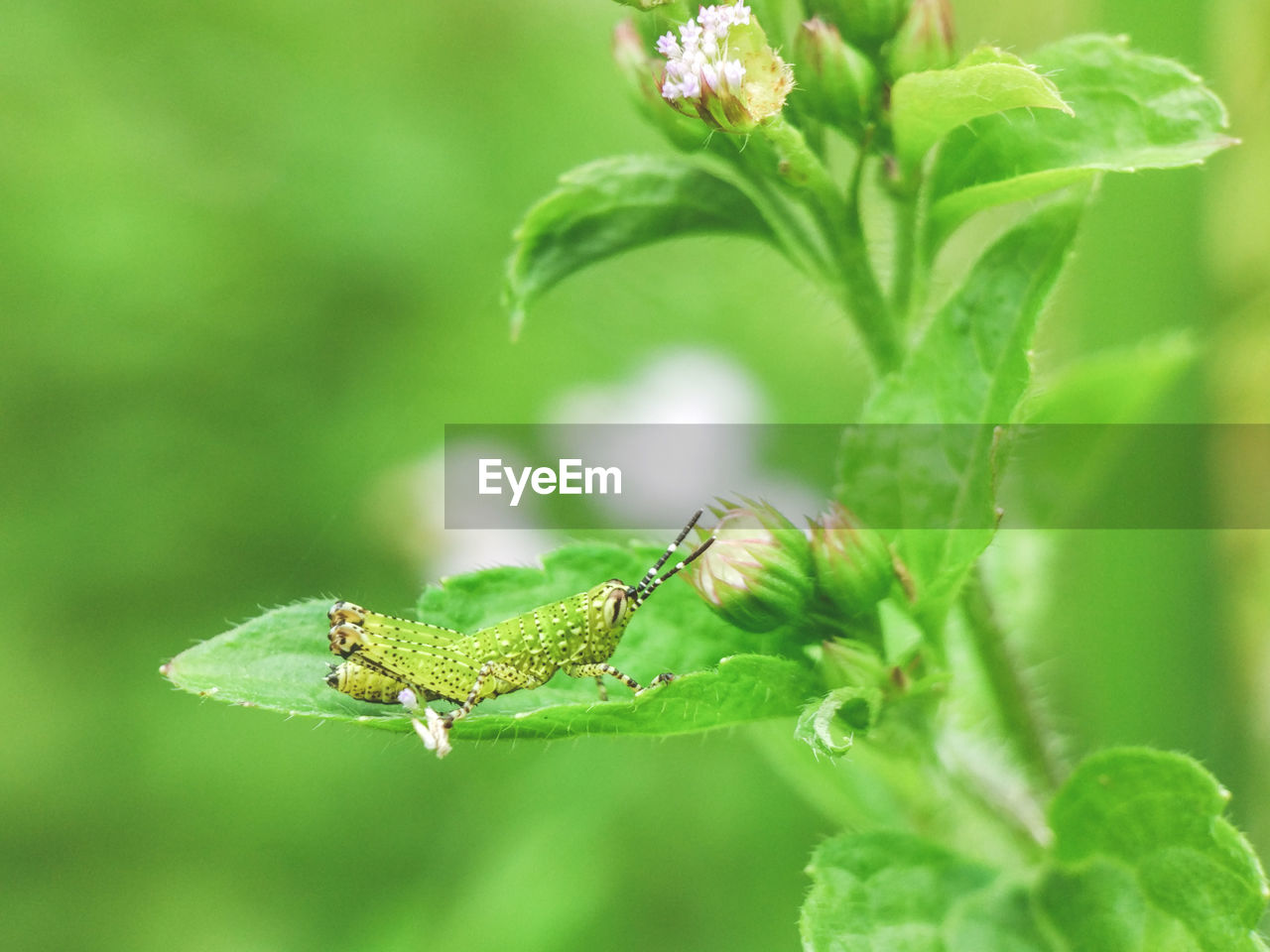 CLOSE-UP OF GRASSHOPPER ON LEAF