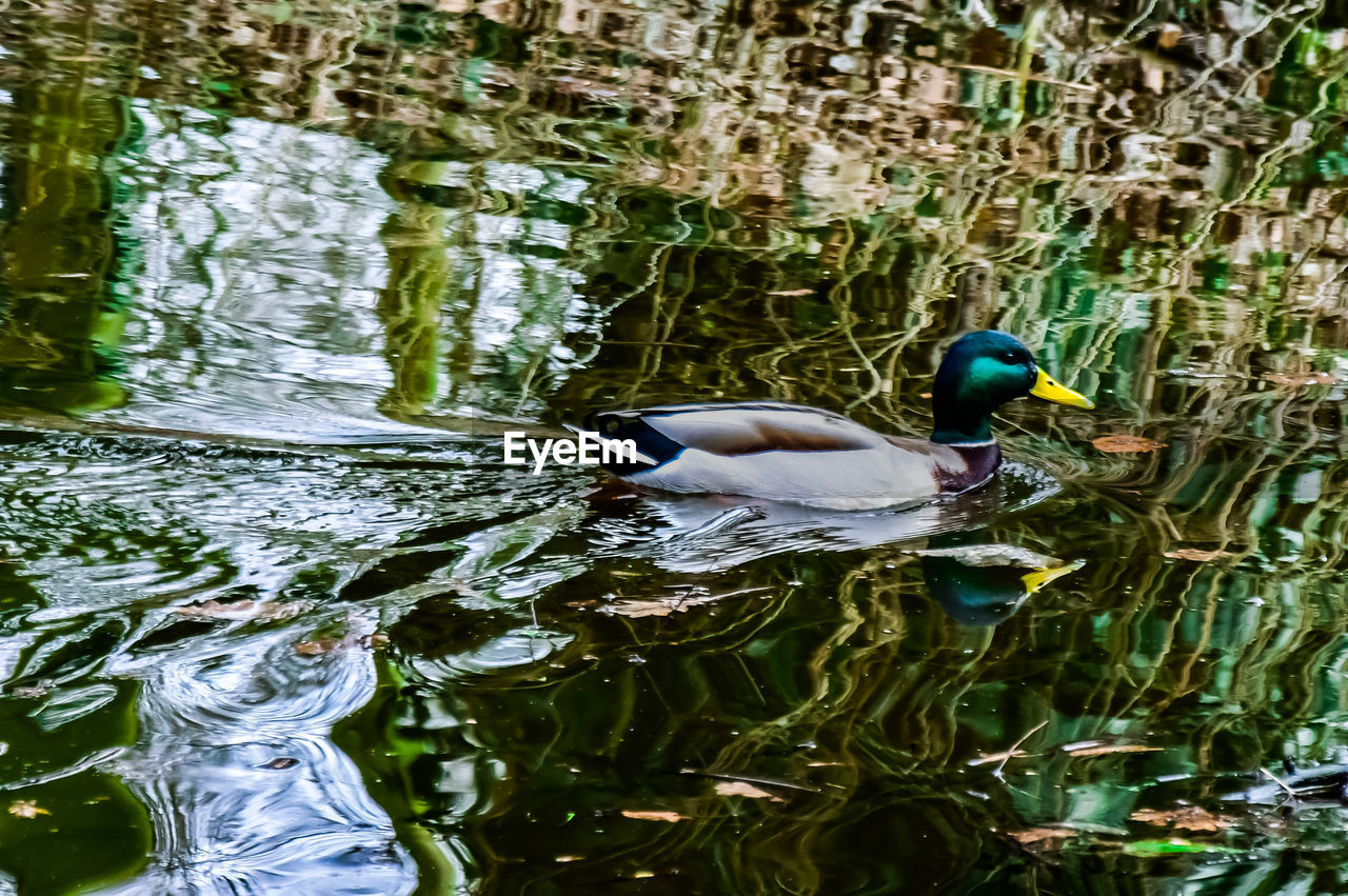 DUCK SWIMMING ON LAKE