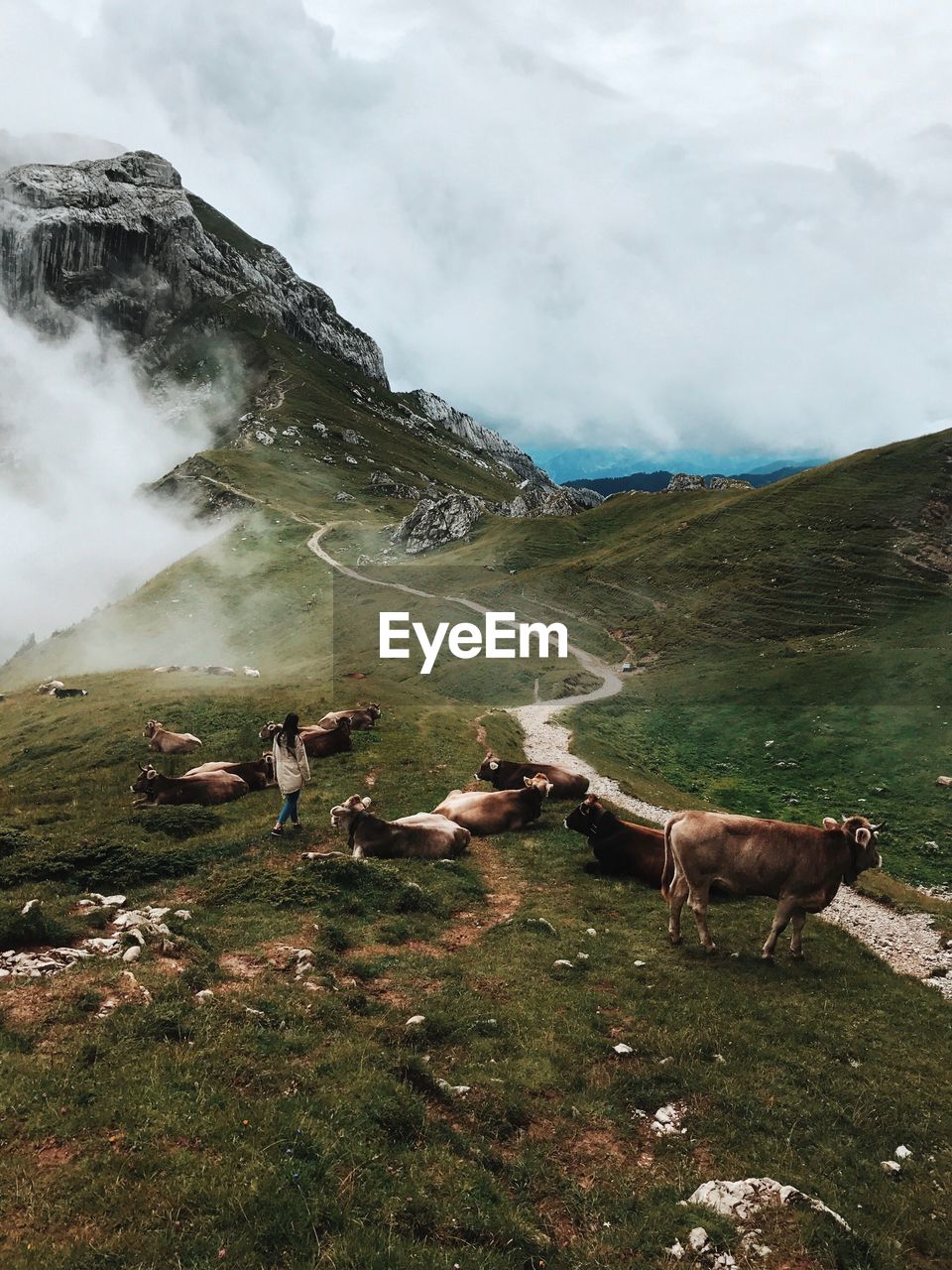 High angle view of woman walking by cows walking on mountain against cloudy sky