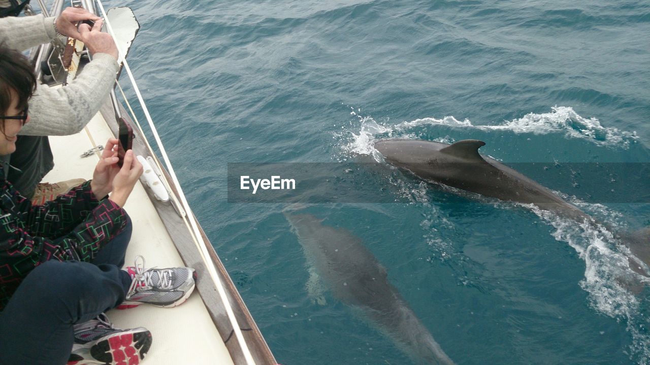 Woman photographing dolphins swimming in sea