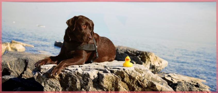 CLOSE-UP OF DOG ON ROCK AGAINST SEA