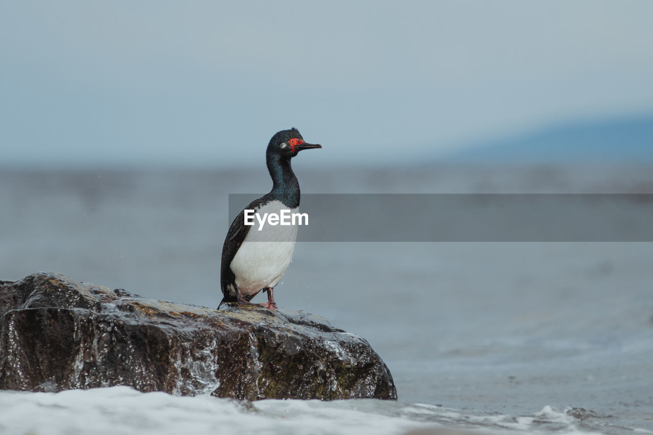 Bird perching on rock by sea