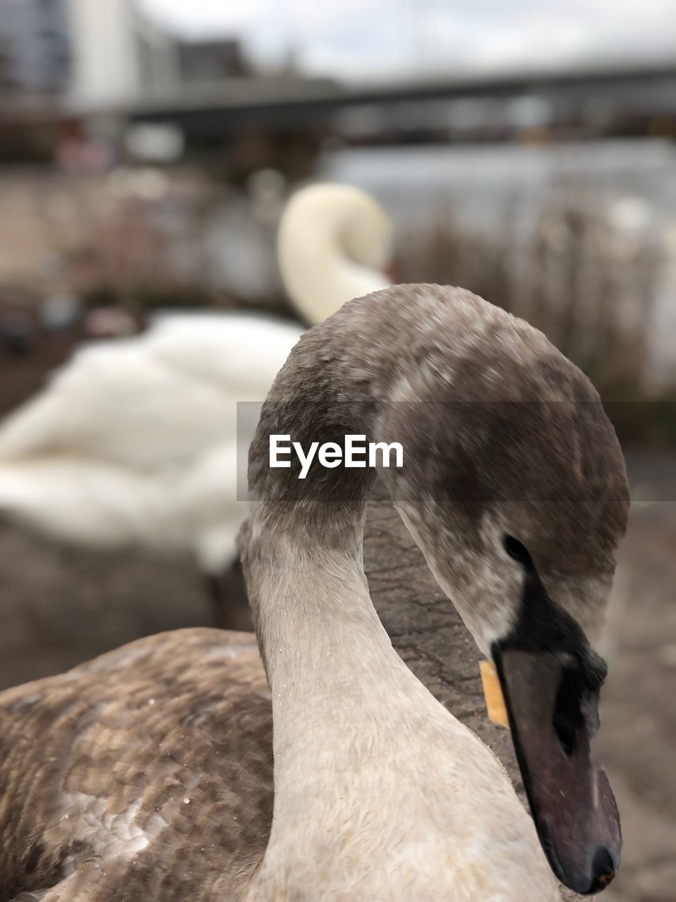 CLOSE-UP OF SWANS