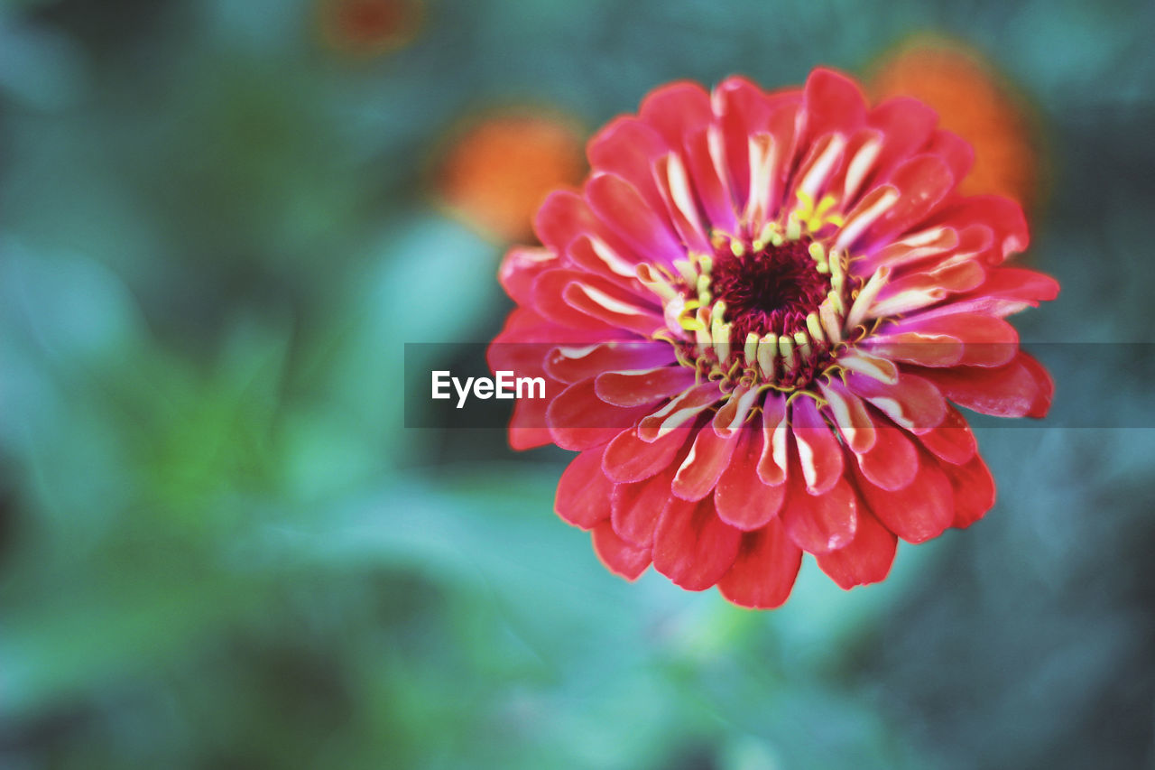 Nature Summertime Beauty In Nature Beauty In Nature Close-up Day Flower Flower Head Flowering Plant Focus On Foreground Fragility Freshness Garden Growth Inflorescence Nature Nature_collection No People Petal Pink Color Plant Pollen Summer Vulnerability  Zinnia