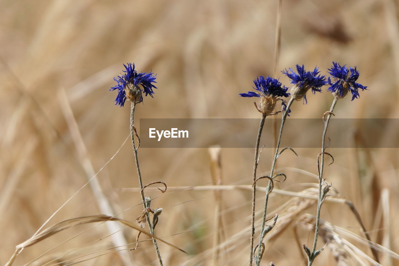 Close-up of purple flowering plant on field