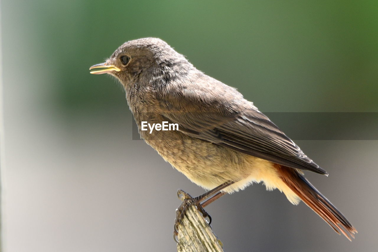 CLOSE-UP OF A BIRD LOOKING AWAY