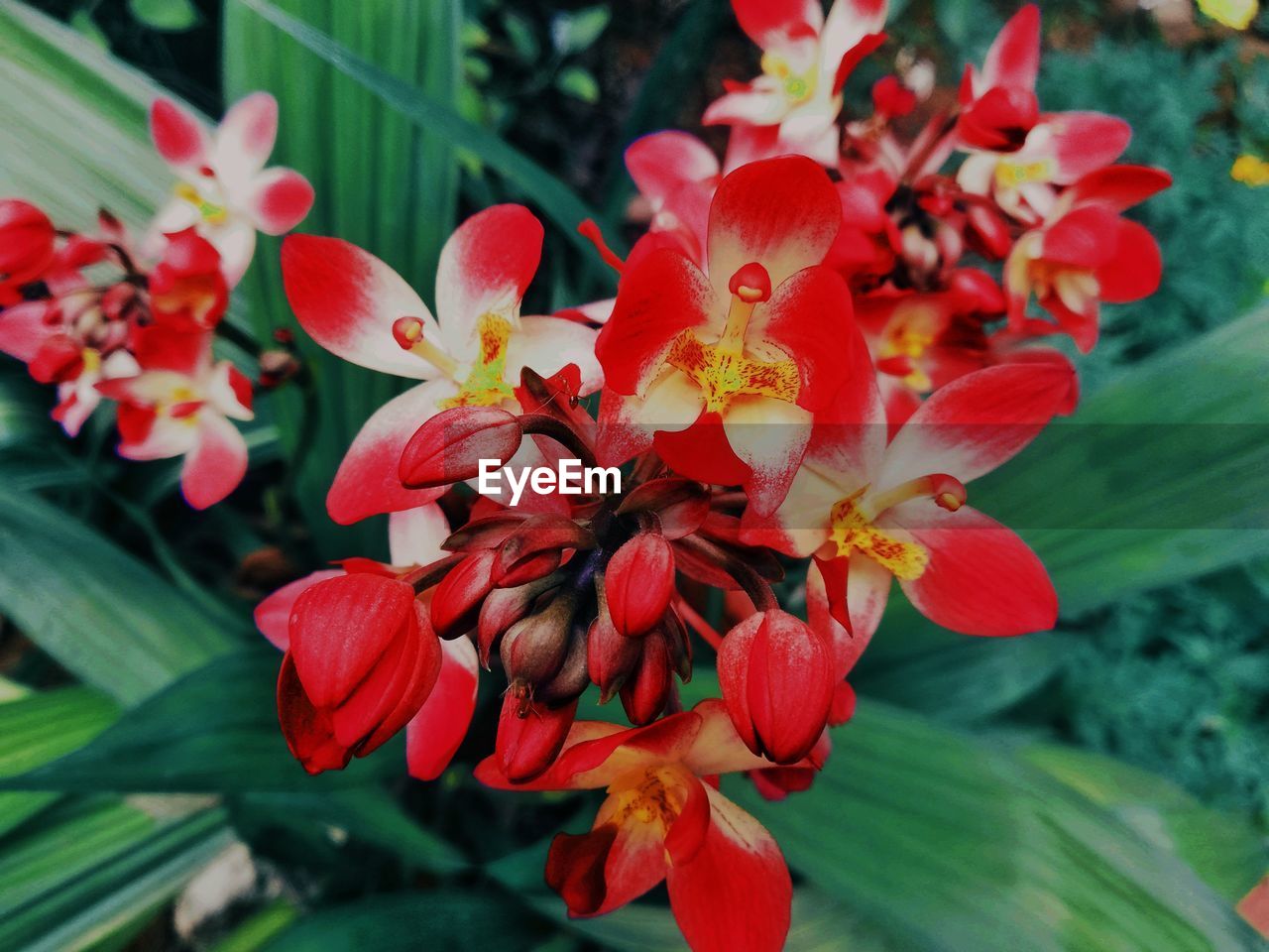 CLOSE-UP OF RED FLOWERS