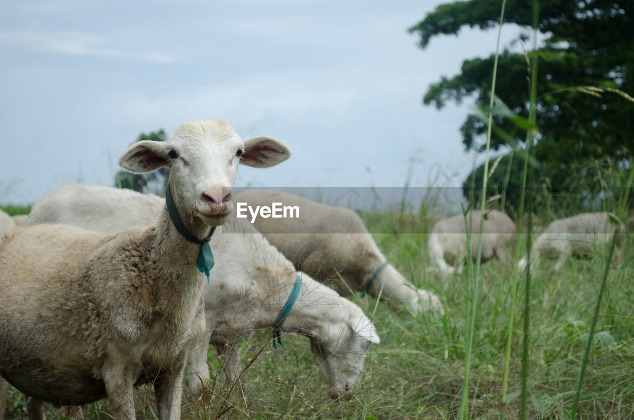 PORTRAIT OF COW ON FIELD