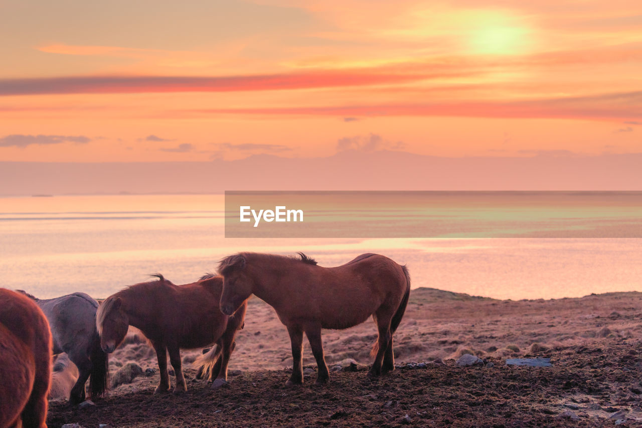 Horses on land against sky