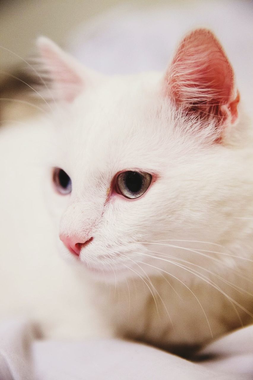 Close-up of white cat