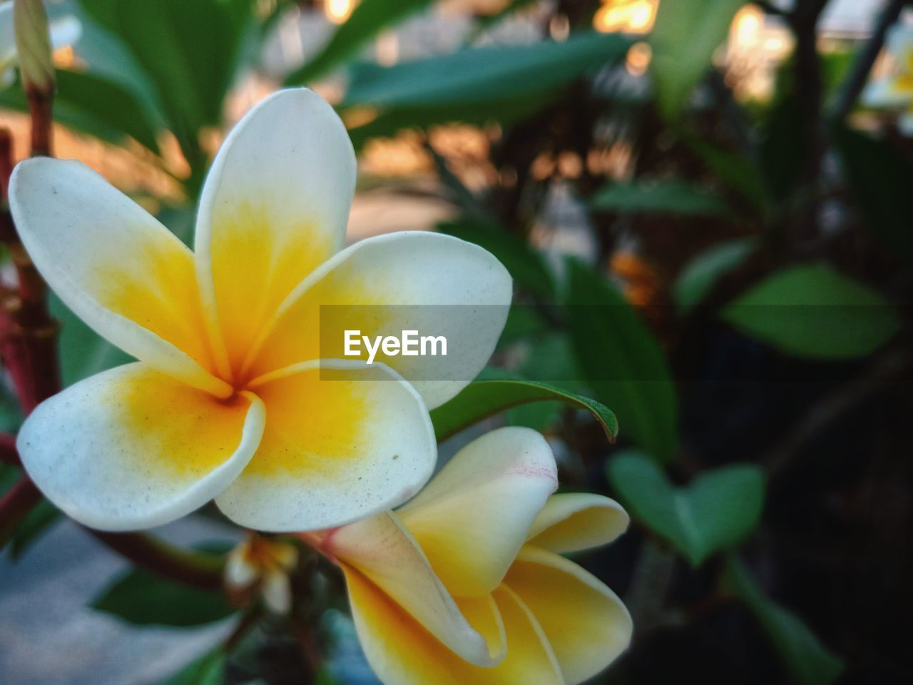 CLOSE-UP OF FRANGIPANI ON YELLOW FLOWER