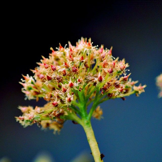 CLOSE-UP OF PINK FLOWERS BLOOMING