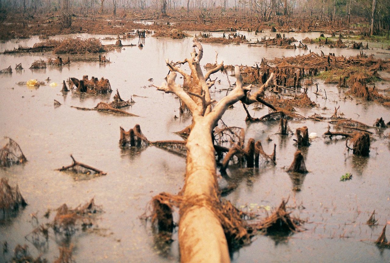 FLOCK OF BIRDS IN RIVER