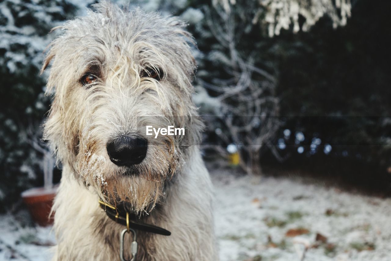 Close-up portrait of dog