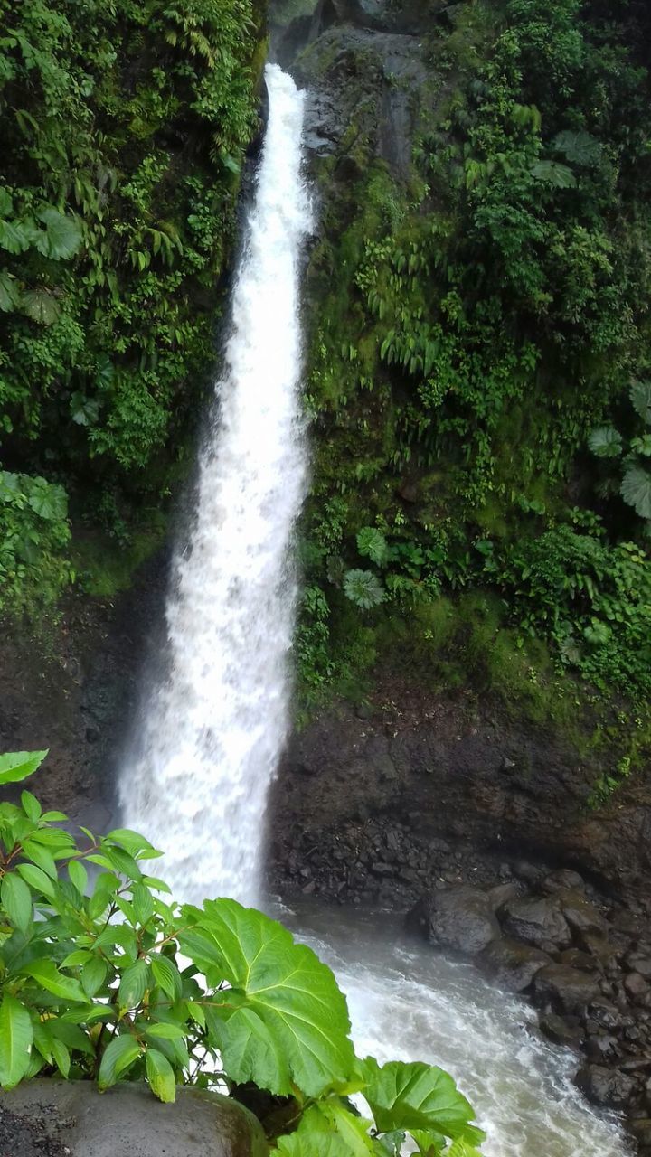 WATERFALL IN FOREST