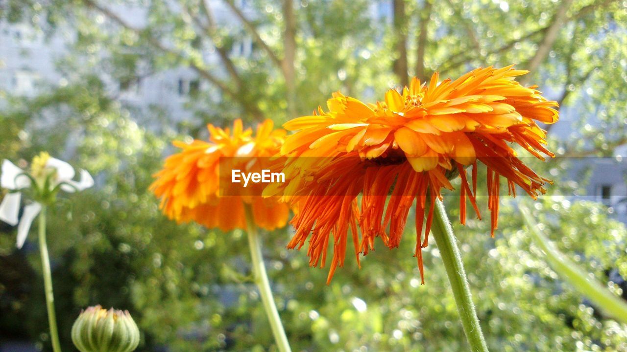 Close-up of yellow flowers blooming outdoors