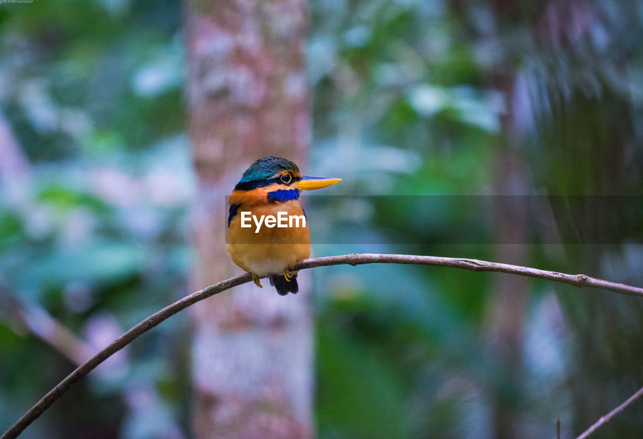 Close-up of bird perching on branch