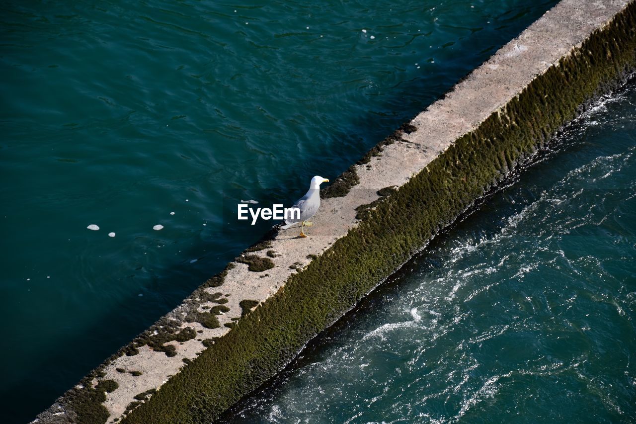High angle view of seagull perching on retaining wall amidst sea