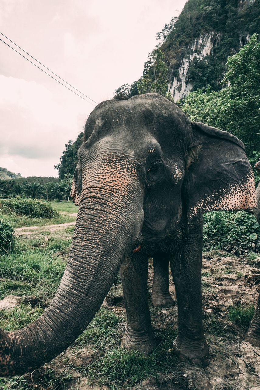 elephant, animal themes, animal, indian elephant, mammal, animal wildlife, one animal, wildlife, animal body part, tree, nature, no people, plant, environment, animal trunk, land, african elephant, safari, outdoors, sky, forest, travel destinations, cloud, landscape, day, tourism, tusk, travel, working animal